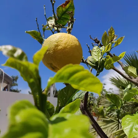 Aphrodite Kalymnos Ξενοδοχείο με διαμερίσματα Μυρτιές