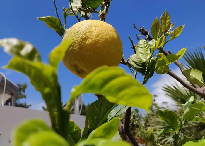 Aphrodite Lejlighedshotel Myrties